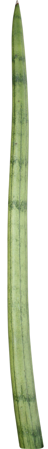 sansevieria